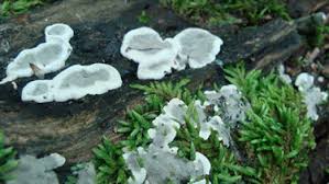 Attēlu rezultāti vaicājumam “Kretzschmaria deusta”