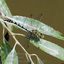 Attēlu rezultāti vaicājumam “Onychogomphus forcipatus”