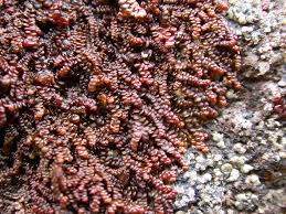 Attēlu rezultāti vaicājumam “Frullania fragilifolia macro”