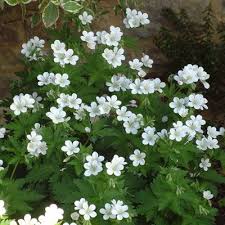 Attēlu rezultāti vaicājumam “Geranium sylvaticum leaf”
