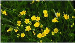 Attēlu rezultāti vaicājumam “Ranunculus acris”