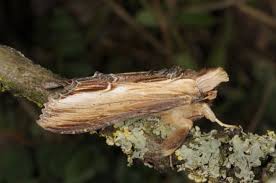 Attēlu rezultāti vaicājumam “Cucullia verbasci larva”