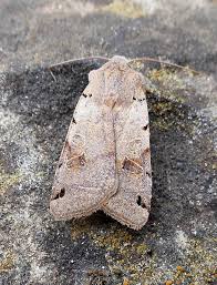 Attēlu rezultāti vaicājumam “Agrochola litura”