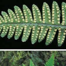 Attēlu rezultāti vaicājumam “Gymnocarpium robertianum”