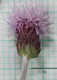 Attēlu rezultāti vaicājumam “Cirsium x rigens”