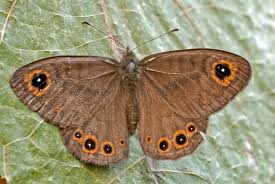 Attēlu rezultāti vaicājumam “Lasiommata petropolitana”