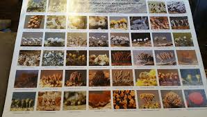 Attēlu rezultāti vaicājumam “Claustria didermoides stalked”