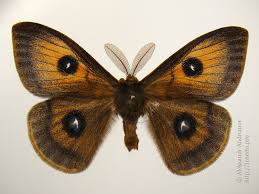 Attēlu rezultāti vaicājumam “Aglia tau”