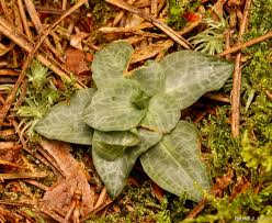 Attēlu rezultāti vaicājumam “Goodyera repens leaf”