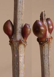 Attēlu rezultāti vaicājumam “Viburnum opulus bud”