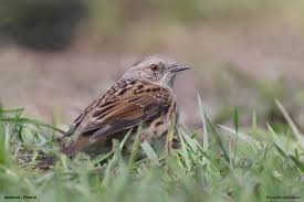 Attēlu rezultāti vaicājumam “Prunella modularis adult”