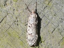 Attēlu rezultāti vaicājumam “Chimabachidae”