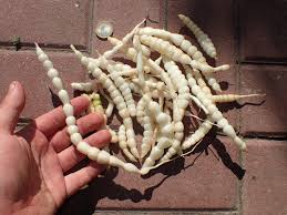 Attēlu rezultāti vaicājumam “Stachys palustris bud”