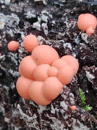 Attēlu rezultāti vaicājumam “Lycogala succineum”