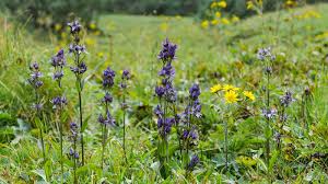 Attēlu rezultāti vaicājumam “Swertia perennis flower”