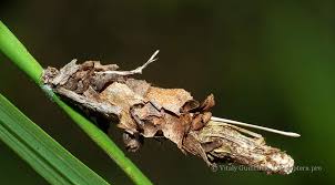 Attēlu rezultāti vaicājumam “Canephora hirsuta larva”
