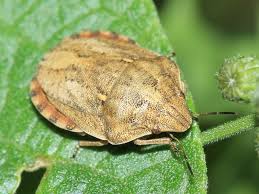 Attēlu rezultāti vaicājumam “Eurygaster testudinaria imago”