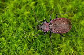 Attēlu rezultāti vaicājumam “Carabus hortensis”