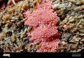 Attēlu rezultāti vaicājumam “Heterotrichia ferruginea (syn. Arcyria ferruginea) macro”