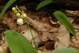 Attēlu rezultāti vaicājumam “Convallaria majalis bud”