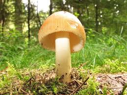 Attēlu rezultāti vaicājumam “Amanita crocea”