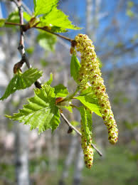 Attēlu rezultāti vaicājumam “Betula pendula flower”