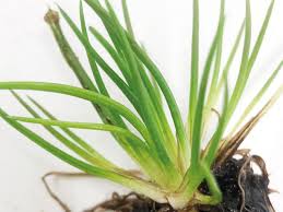 Attēlu rezultāti vaicājumam “Isoetes lacustris”