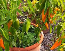 Afbeeldingsresultaat voor marconi golden sweet pepper