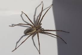 Attēlu rezultāti vaicājumam “Pisauridae”