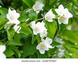 Attēlu rezultāti vaicājumam “Philadelphus coronarius flower”