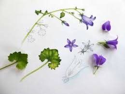 Image result for Campanula formanekiana