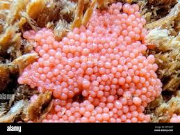 Attēlu rezultāti vaicājumam “Heterotrichia ferruginea (syn. Arcyria ferruginea)”