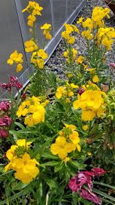 Image result for Cheiranthus cheiri