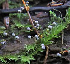 Attēlu rezultāti vaicājumam “Lycogala ustulatum sessile”