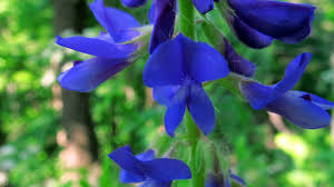 Attēlu rezultāti vaicājumam “Galega orientalis leaf”