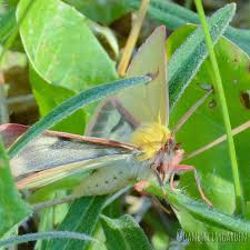 Attēlu rezultāti vaicājumam “Diacrisia sannio male”