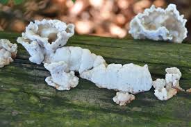 Attēlu rezultāti vaicājumam “Tremella encephala”