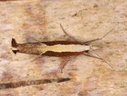 Attēlu rezultāti vaicājumam “Ypsolopha dentella”