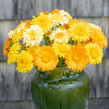 Attēlu rezultāti vaicājumam “Calendula officinalis flower”