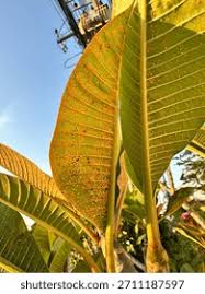 Attēlu rezultāti vaicājumam “Pucciniales”