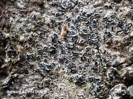 Attēlu rezultāti vaicājumam “Opegrapha rufescens”