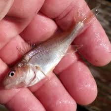 Image result for Micropogonias undulatus