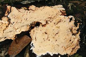 Attēlu rezultāti vaicājumam “Junghuhnia pseudozilingiana”