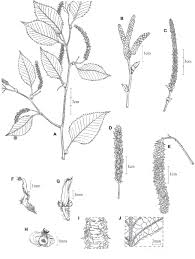 Attēlu rezultāti vaicājumam “Betula humilis female flower”