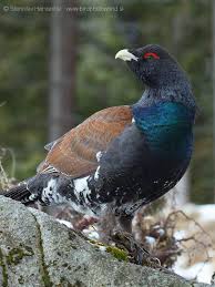 Attēlu rezultāti vaicājumam “Tetrao urogallus male”