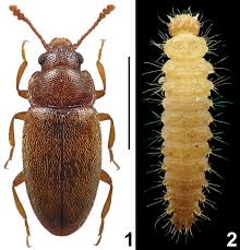 Attēlu rezultāti vaicājumam “Erotylidae”