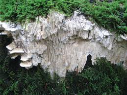 Attēlu rezultāti vaicājumam “Anomoporia bombycina”