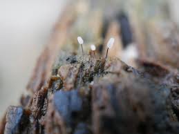 Attēlu rezultāti vaicājumam “Comatricha ellae macro”