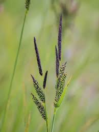 Attēlu rezultāti vaicājumam “Carex nigra”