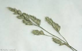 Attēlu rezultāti vaicājumam “Dactylis polygama”